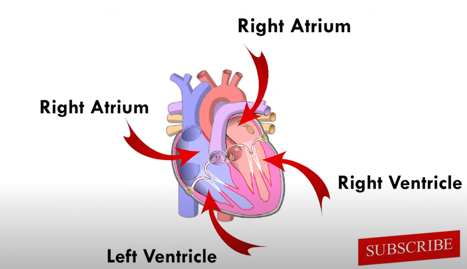 structure of the heart